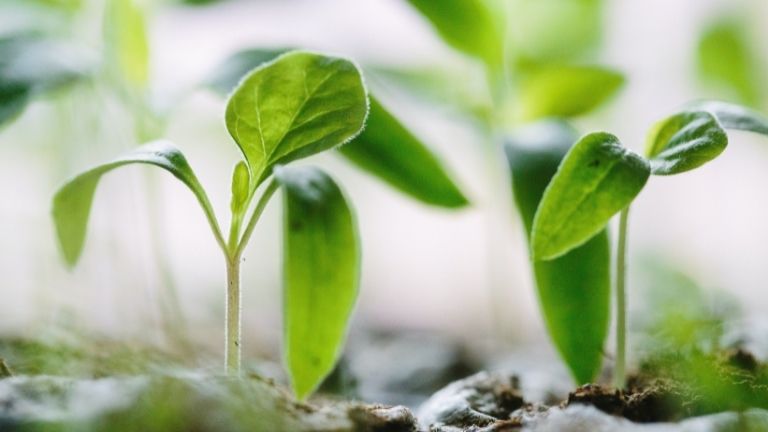 What is decarbonisation and why is it crucial for your business?